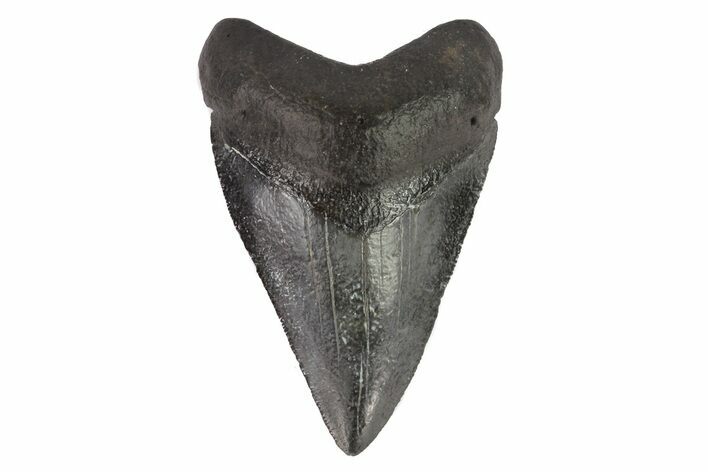 Megalodon Tooth - Venice, Florida #74958